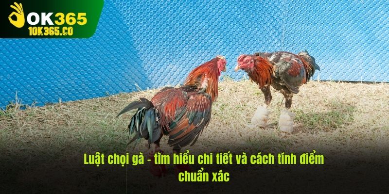 Luật chọi gà